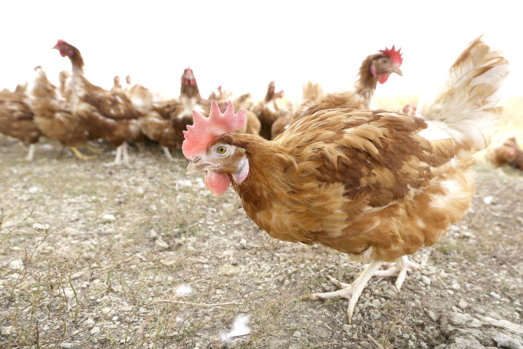 Free range chicken